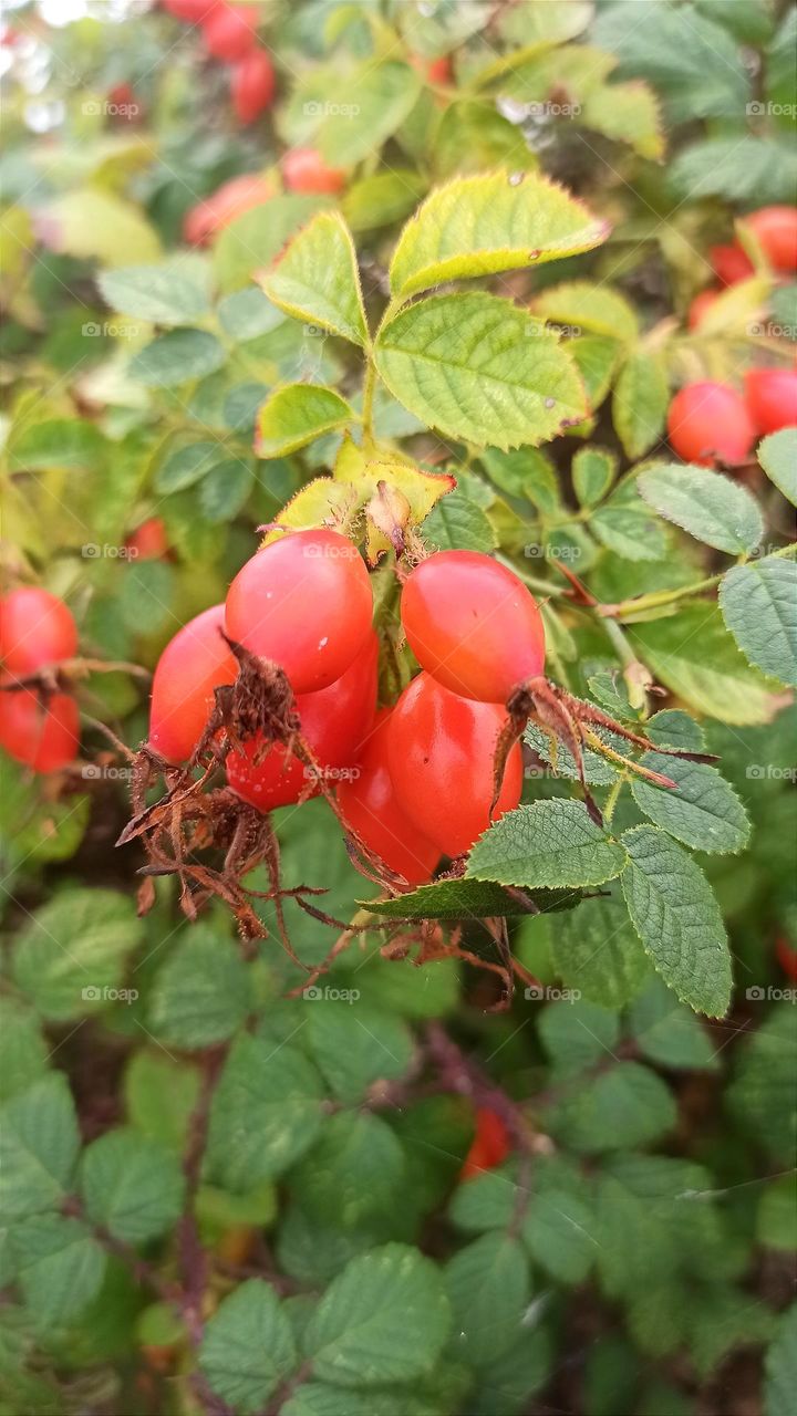 Wild Rose Hip berries, healthy tea