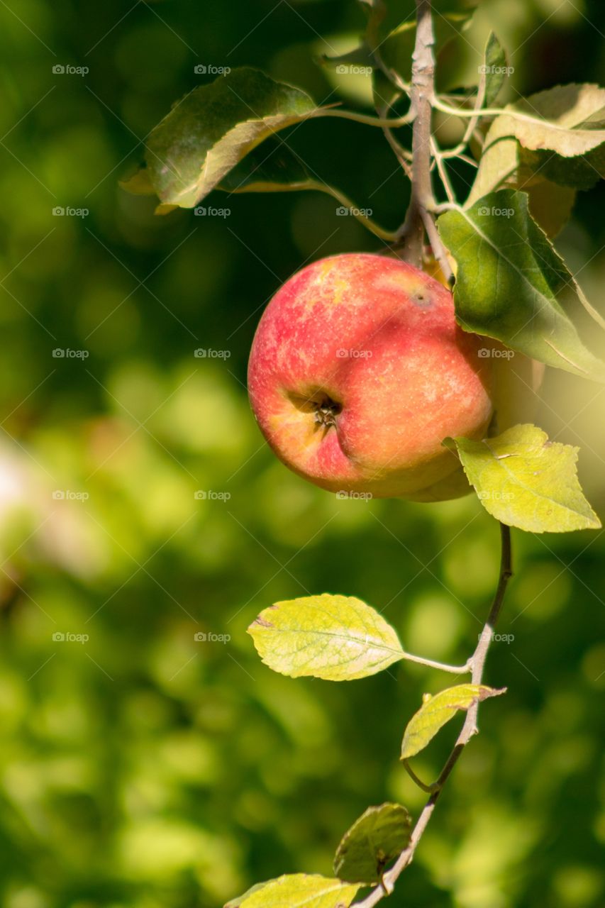 Red apple on the tree 