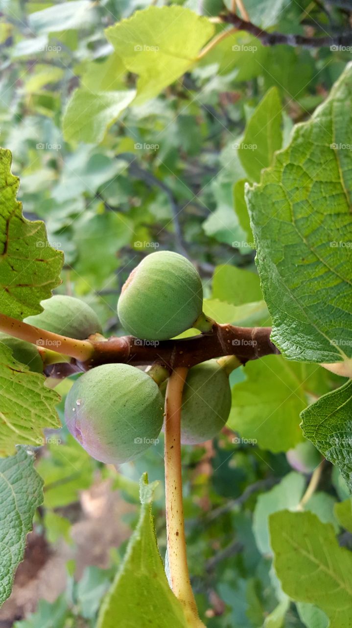 tree  flora nature fruit
