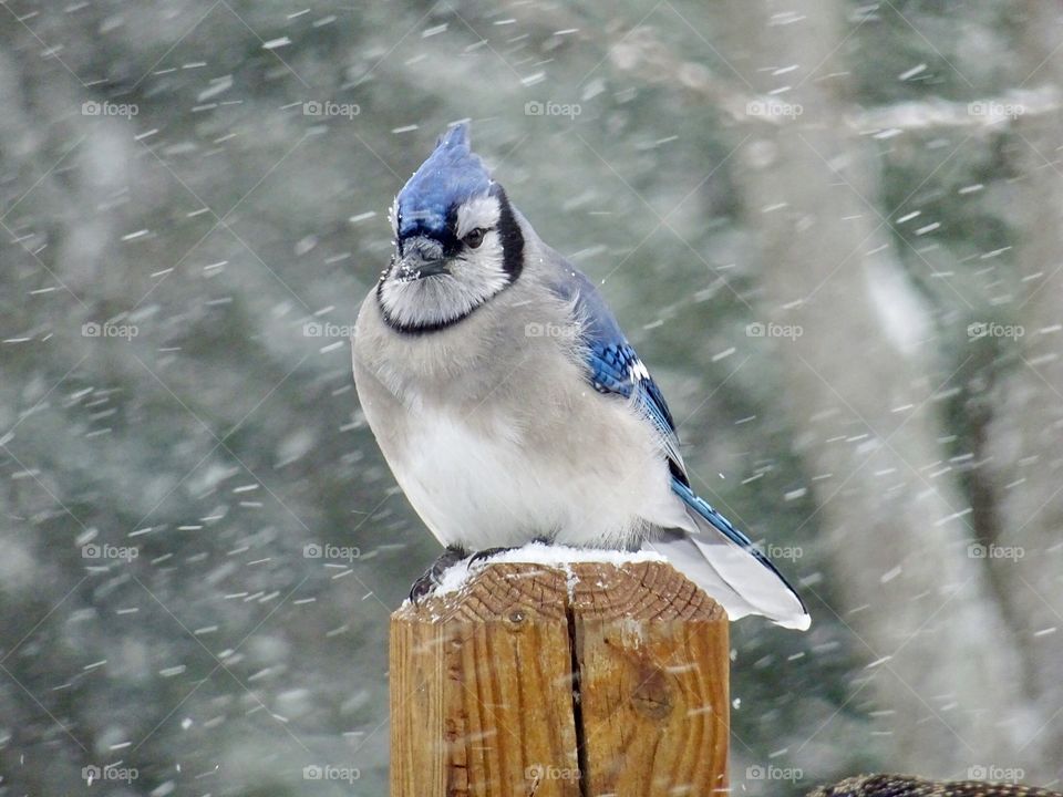 Blue jay in snow 