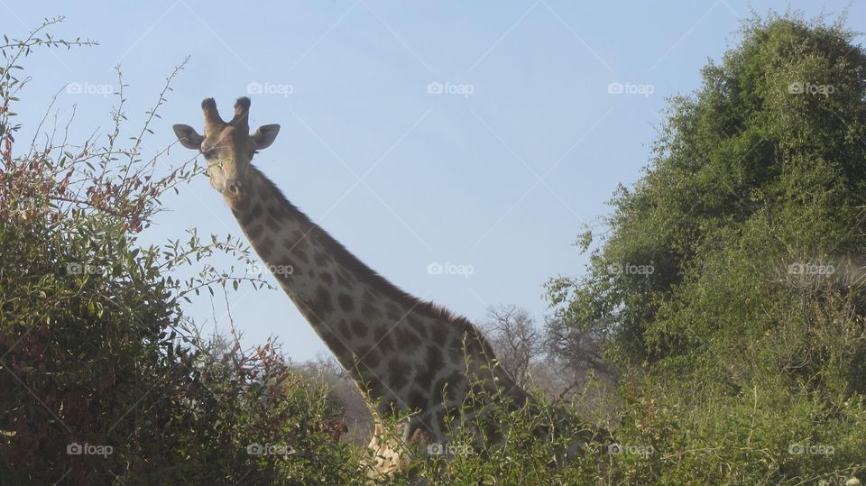 Giraffe peeking 