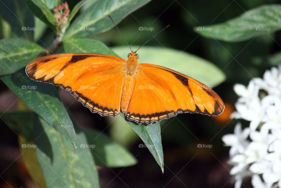 Orange butterfly