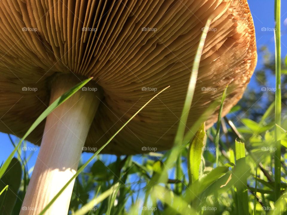 Frog’s viewpoint under a mushroom in grass 