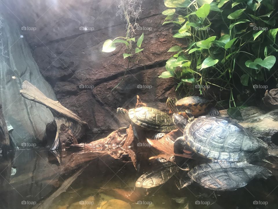 The trinity of tortoise! Just relaxing together. 