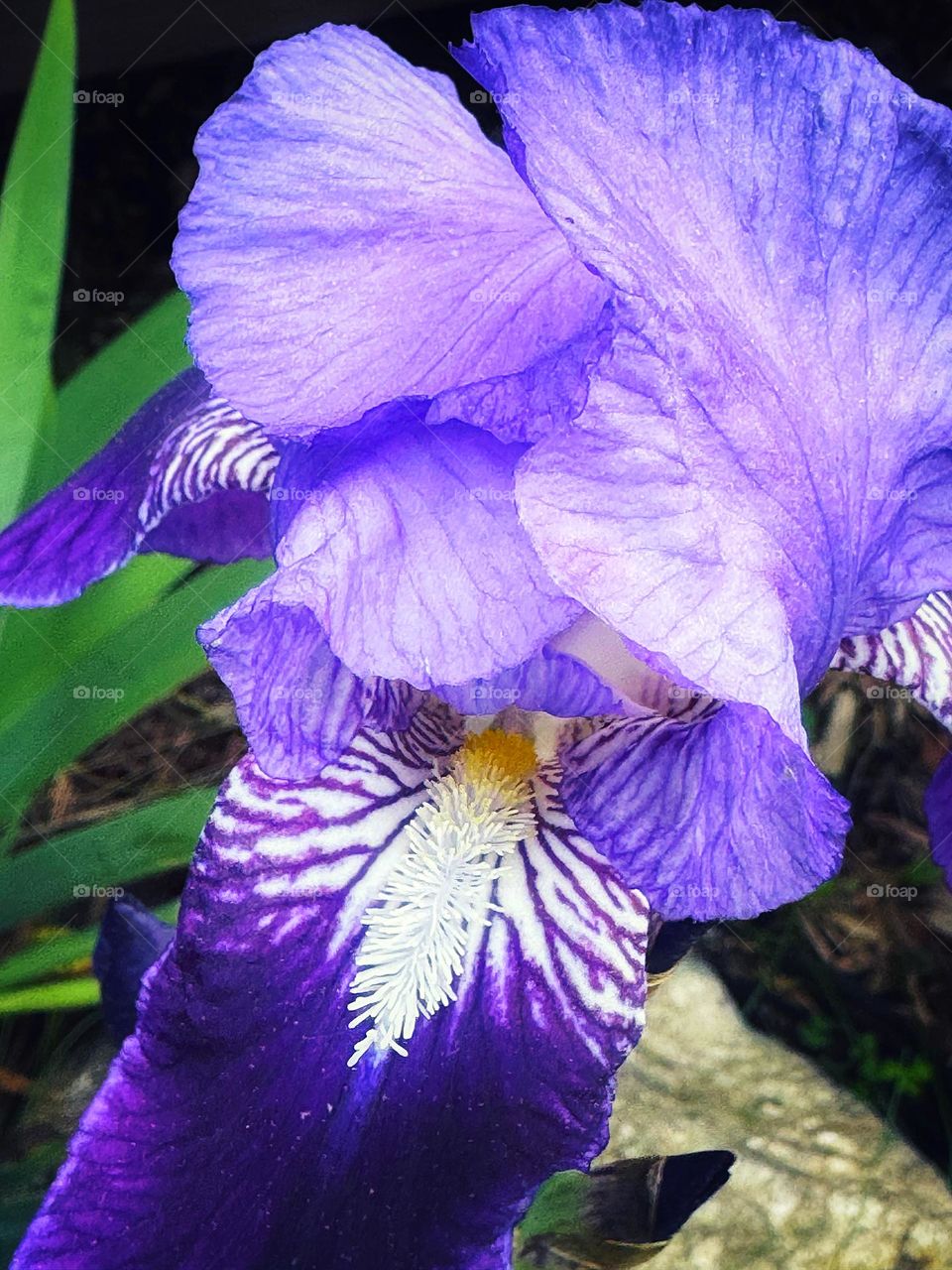 Purple iris and green leaves