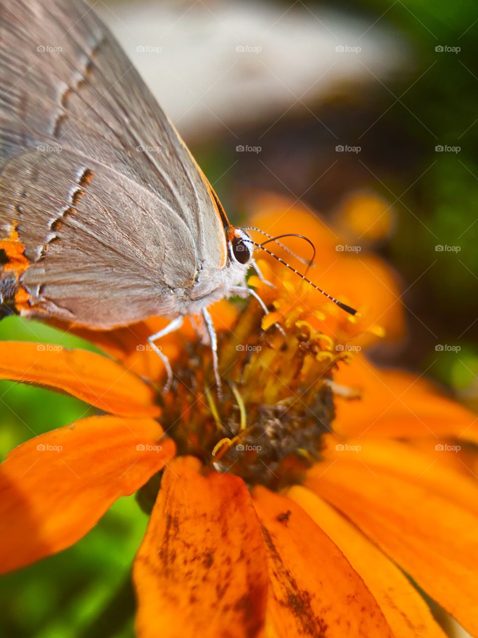 Butterflies,insects 