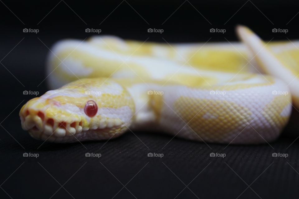 yellow albino Python, black  Background