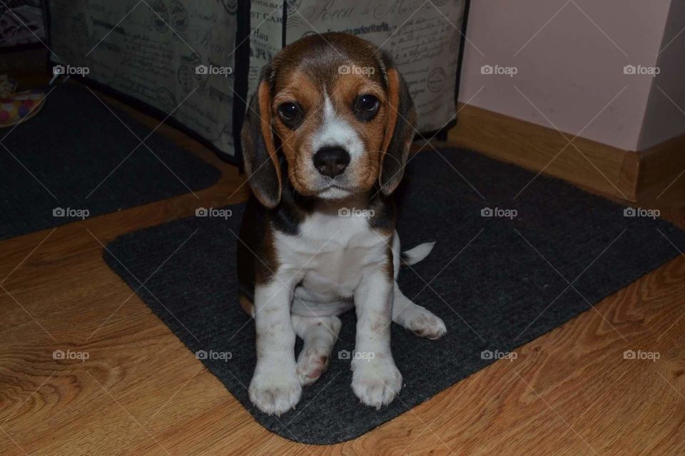 beagle posture