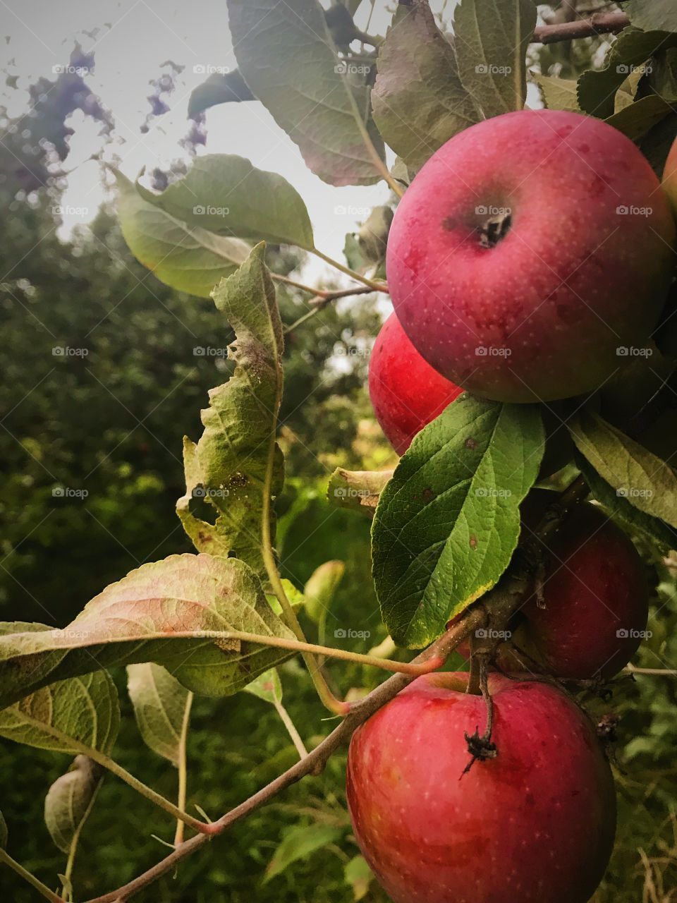 family’s apple orchard 