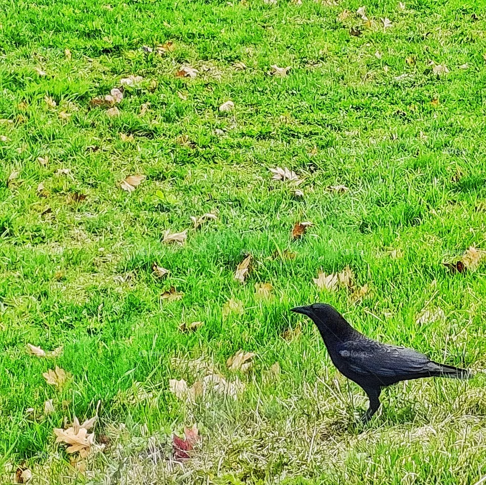 Autumn bird