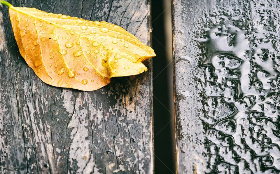 Dead leaf on a banch