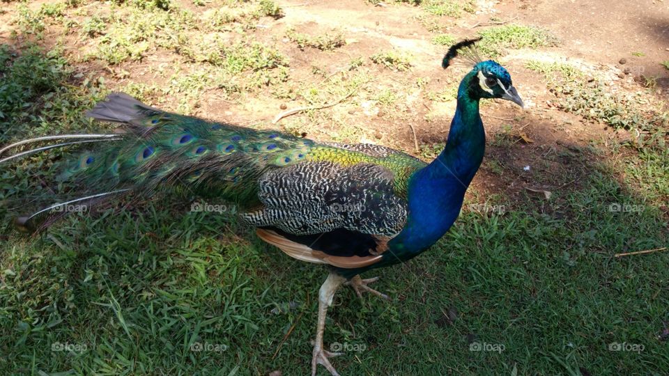 Bird, Nature, Wildlife, Feather, Peacock