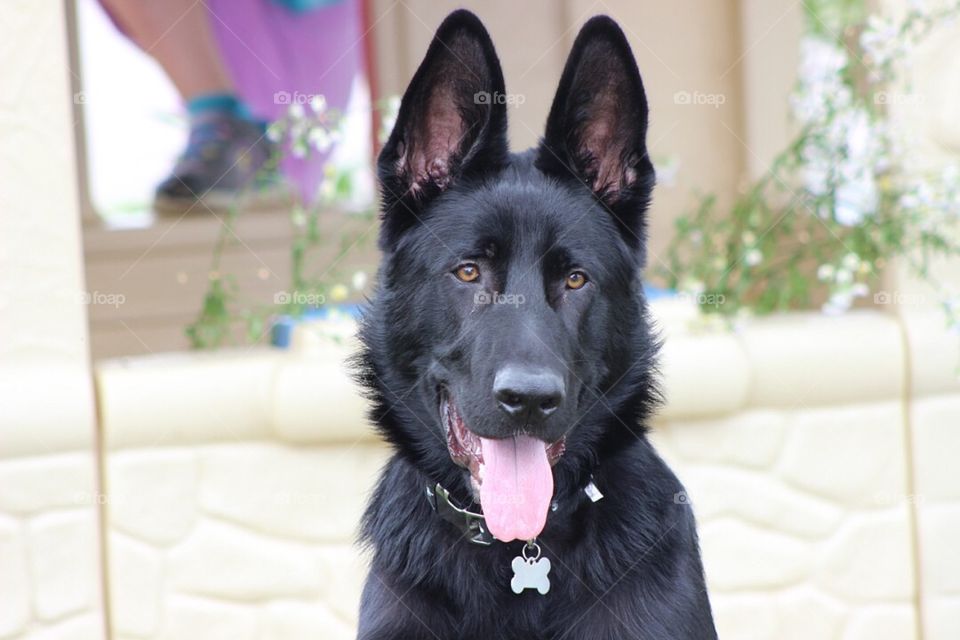 Our sweet German shepherd boy sitting pretty. 