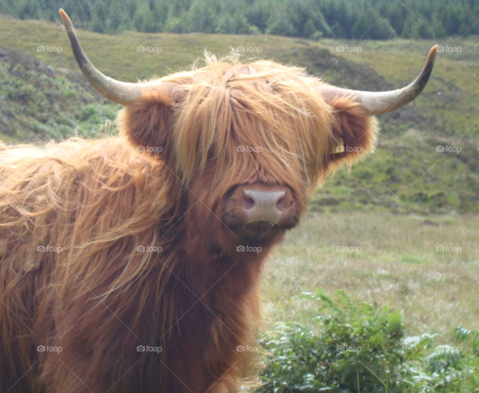 scottish cow in the isle of Mull