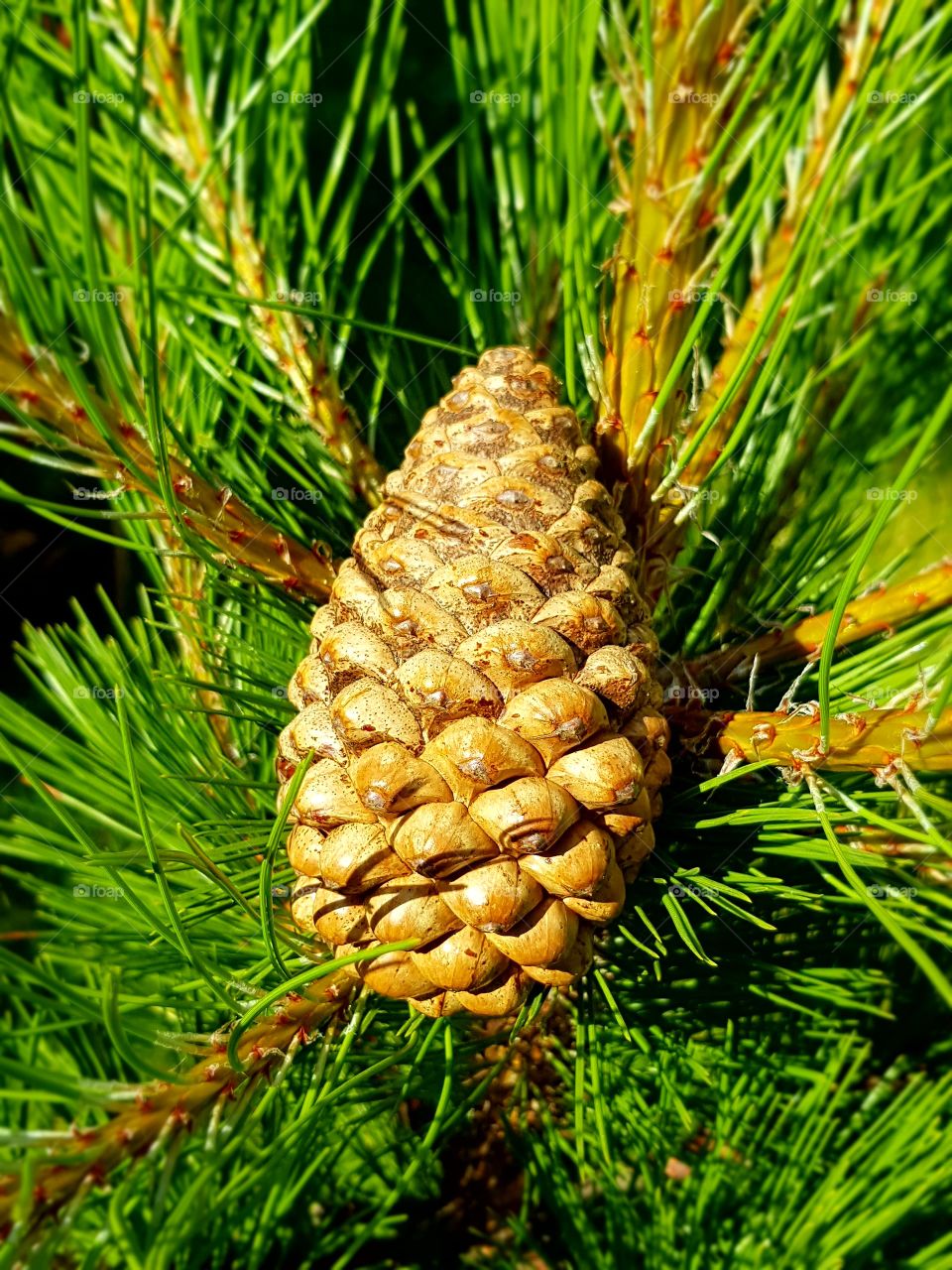 Pine cone