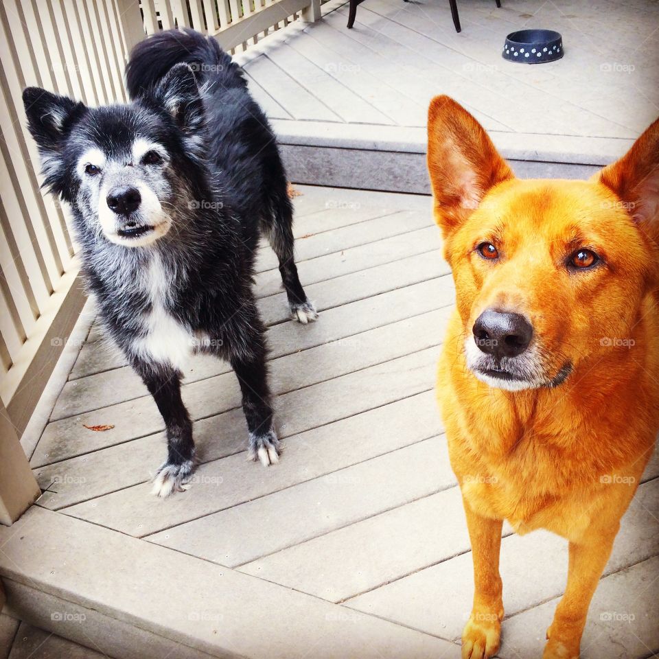 Two handsome dogs