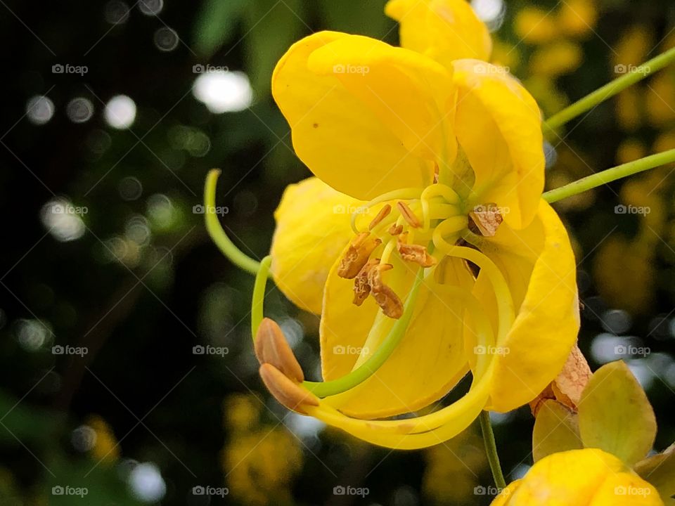 Flame tree yellow flower, sweet acacia, acacia farnesiana