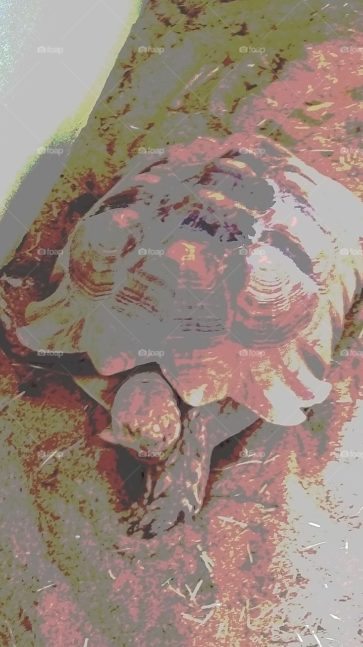 tortoise
