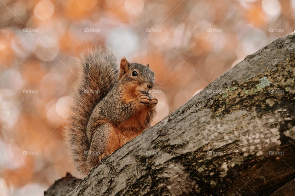 A squirrel eats a nut in a tree