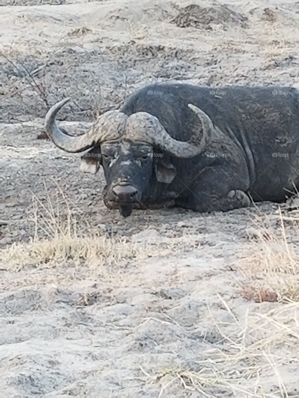 African buffalo chews its cud