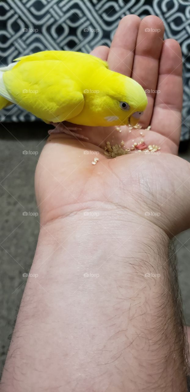 Parakeet eating