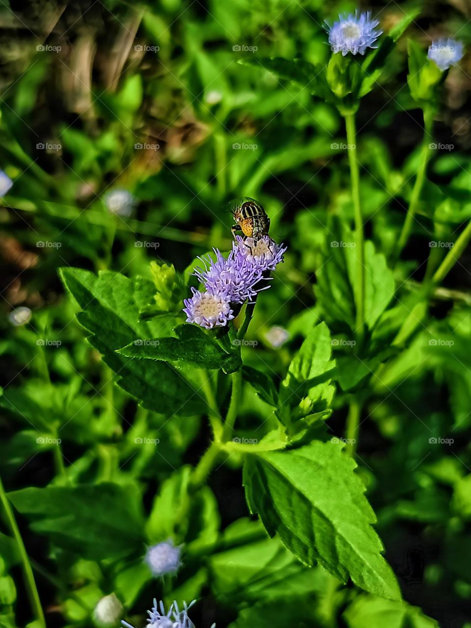 A bee was collecting nectar on the wild flower.