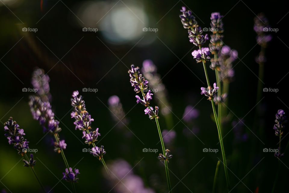Lavender in the light of the sunset