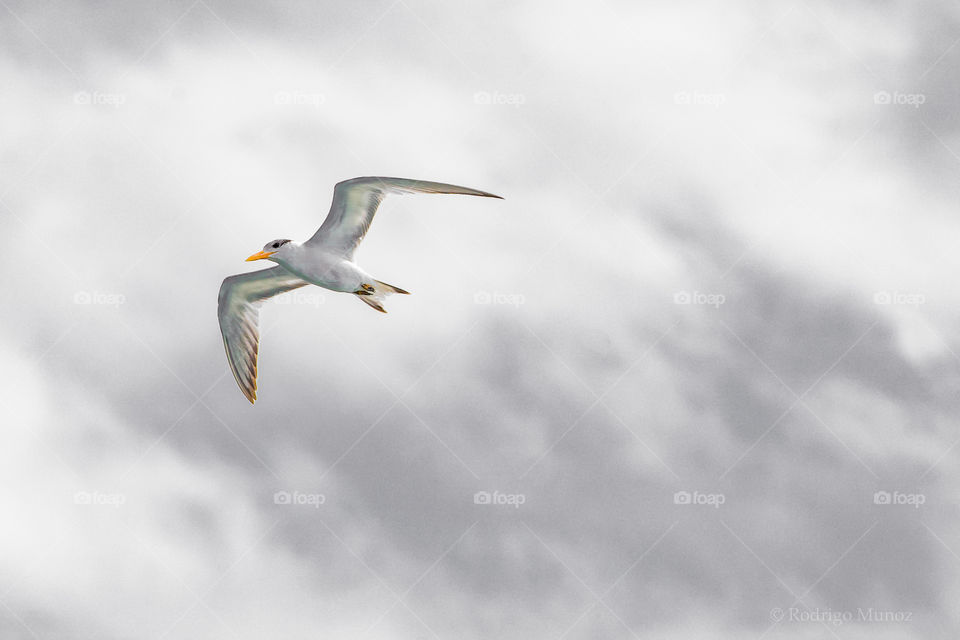 Royal Tern