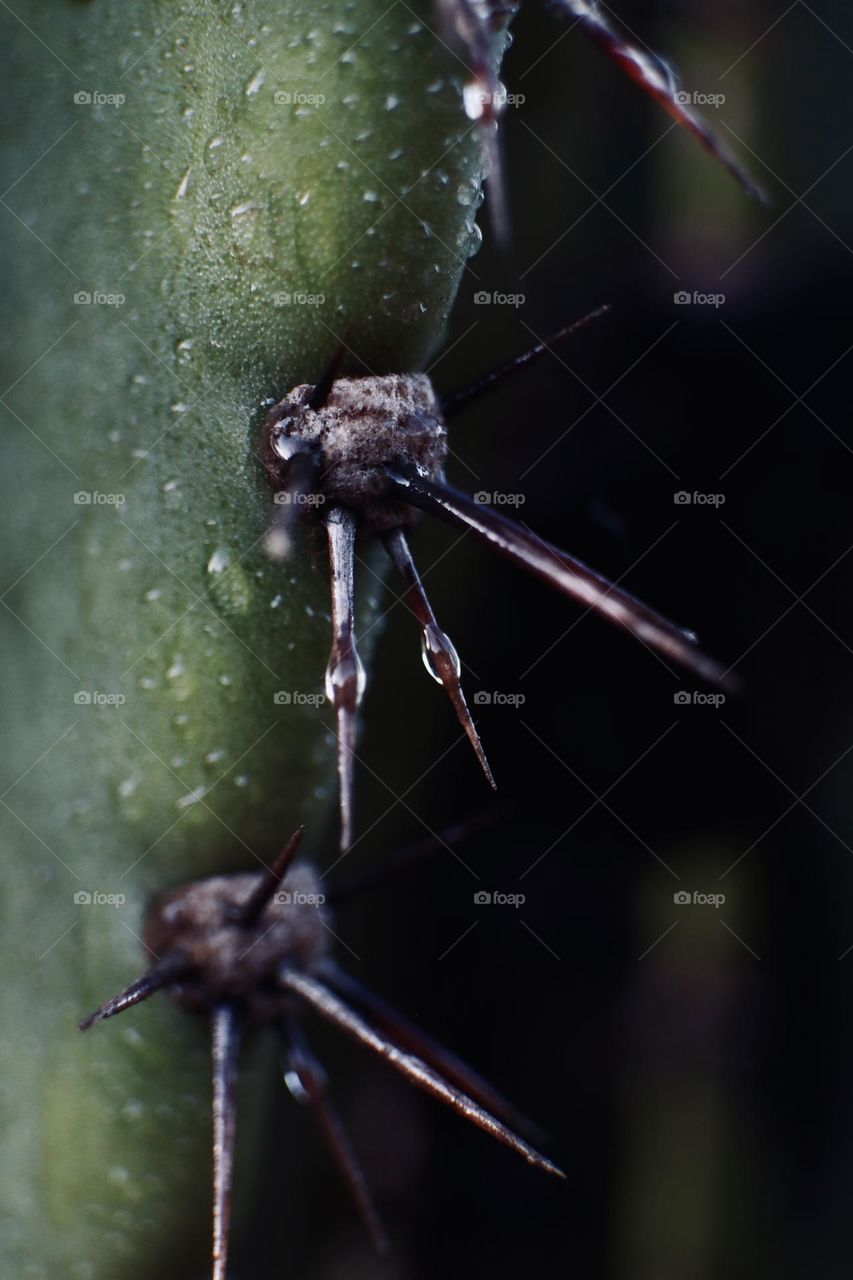 Dew drops on cactus thorns 