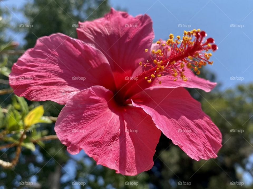 Pretty hibiscus flower 