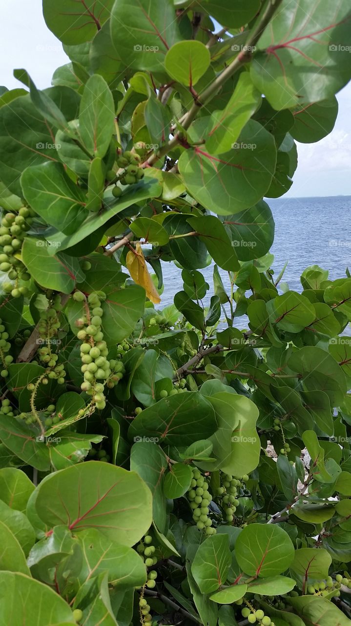 unripe grapes. Tampa Bay