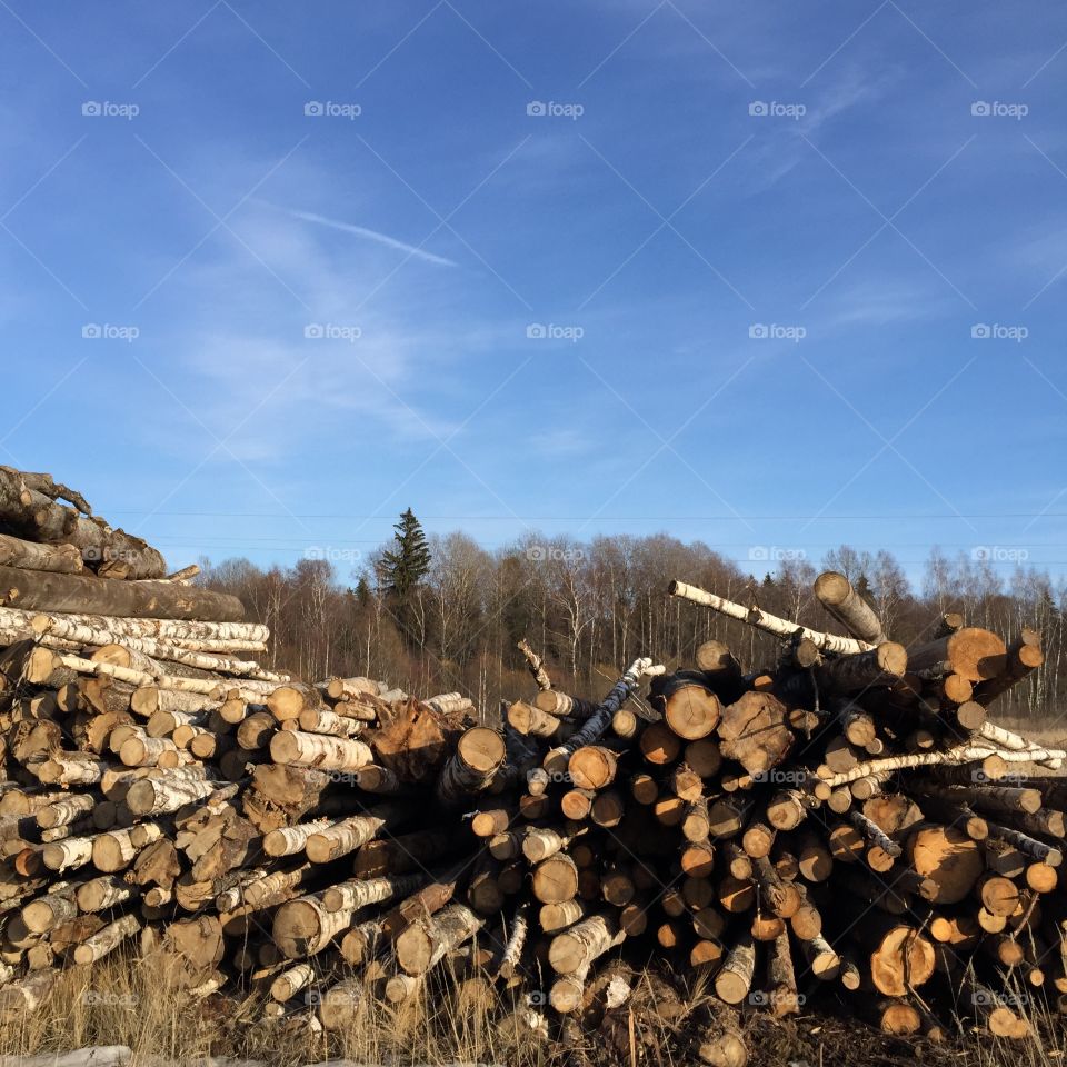Firewood 