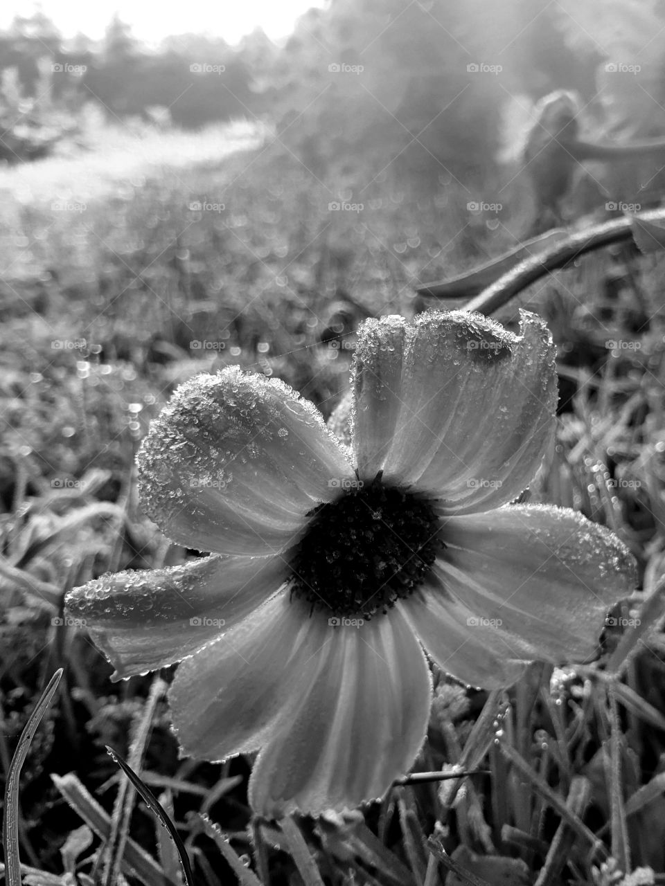 A flower in the morninglight. Black and white.