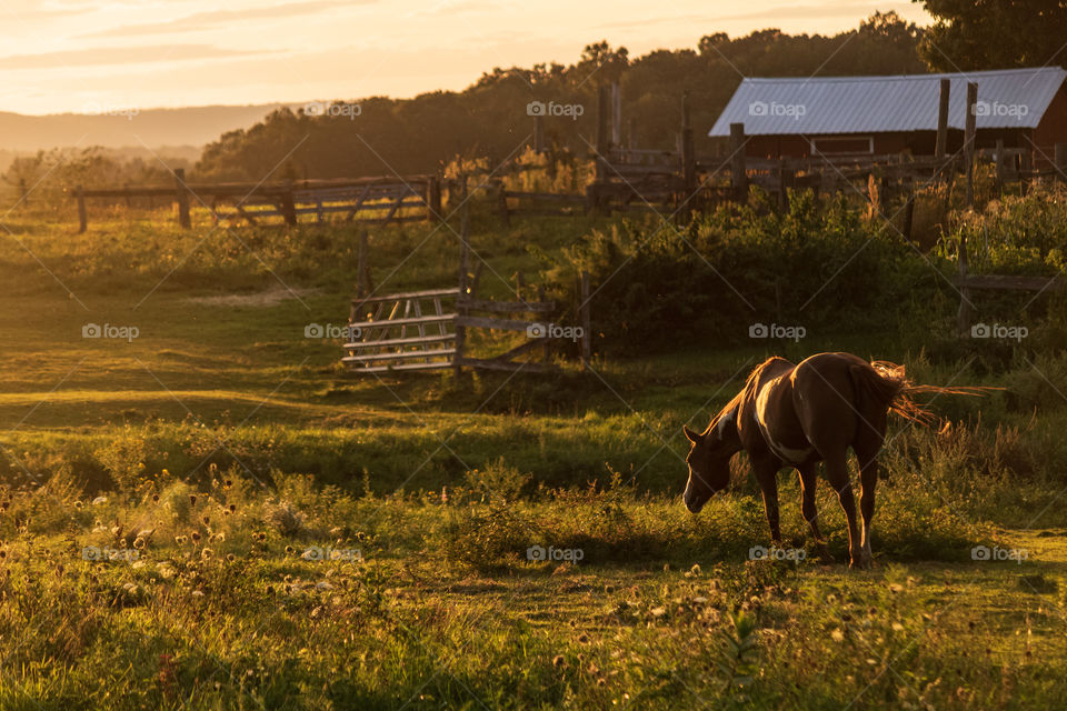 Sunset over the pasture 