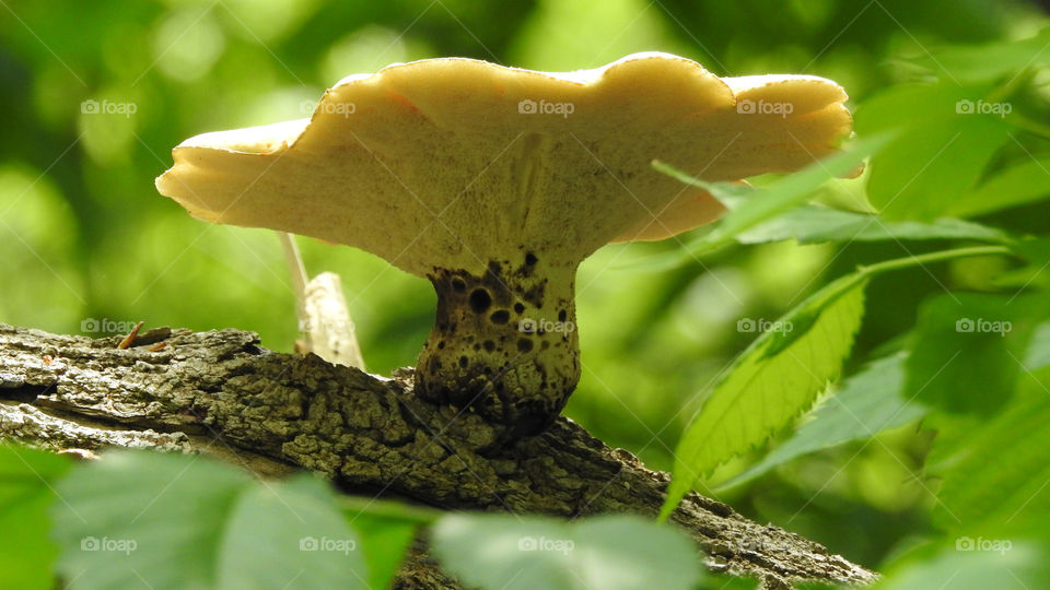 Fungi on a Tree.