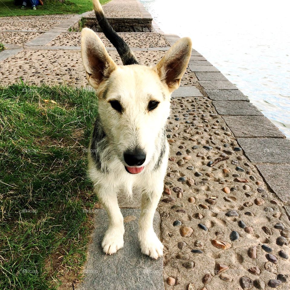 Dog in Viedma 