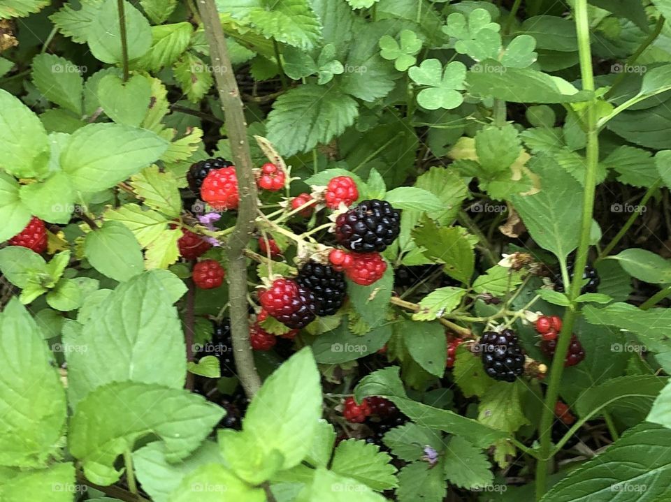 Berries growing wild