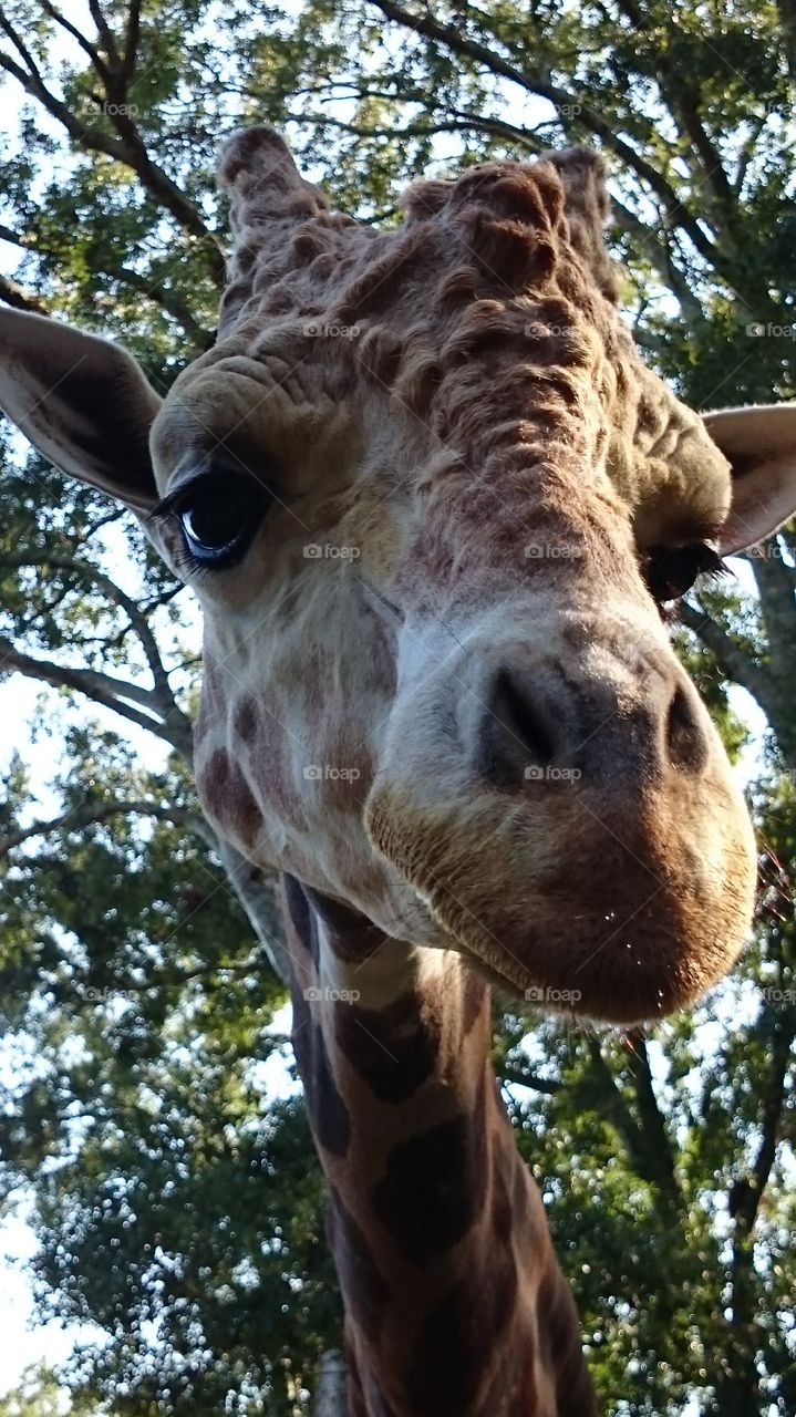 giraffe