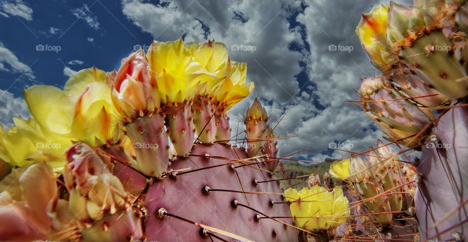 Santa Rita Cactus, Arizona