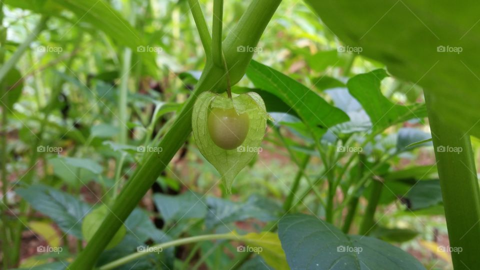 Rich Benefits of Cep need (Physalis angulata)