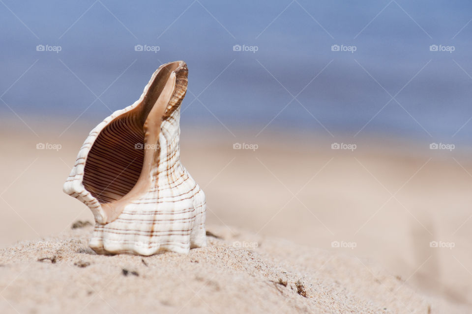 Seashell