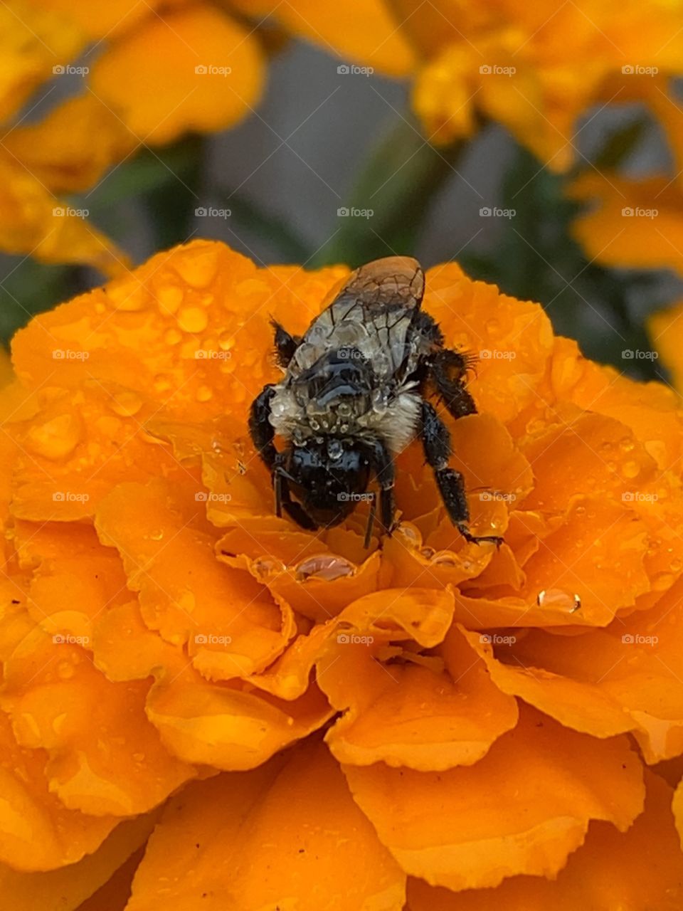 Bee
