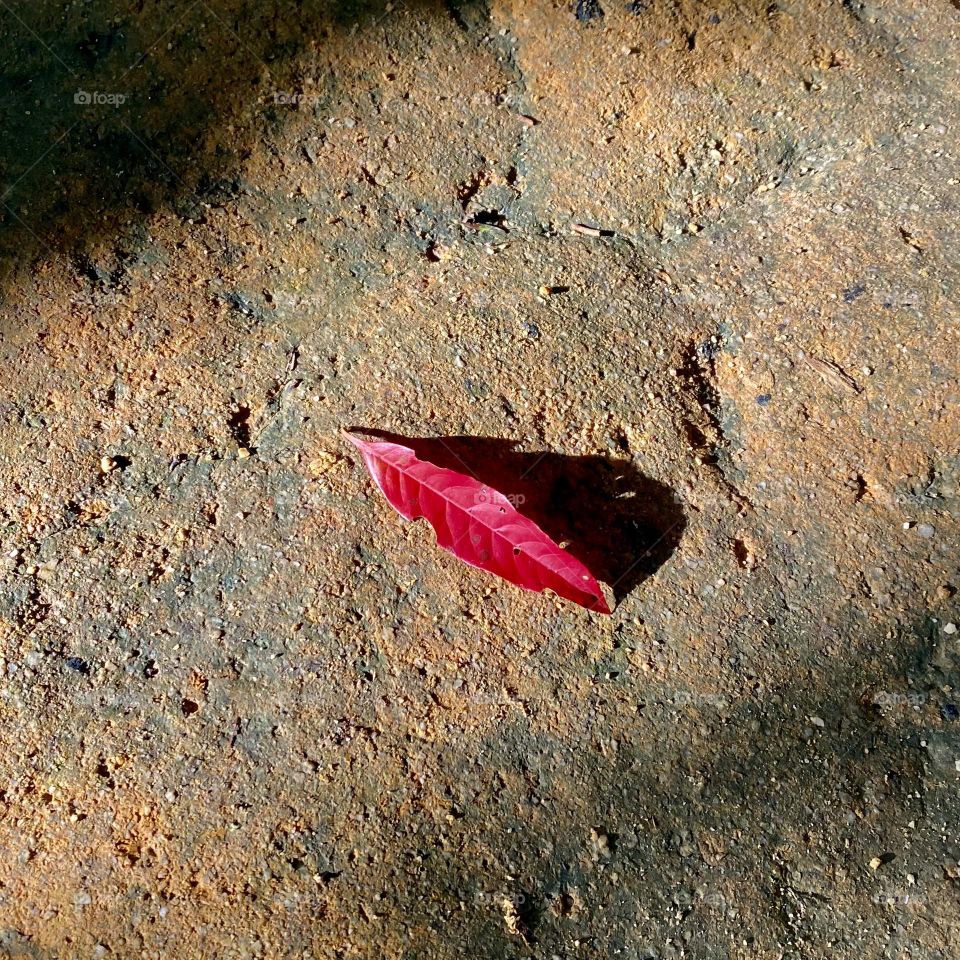 Falling red leaf