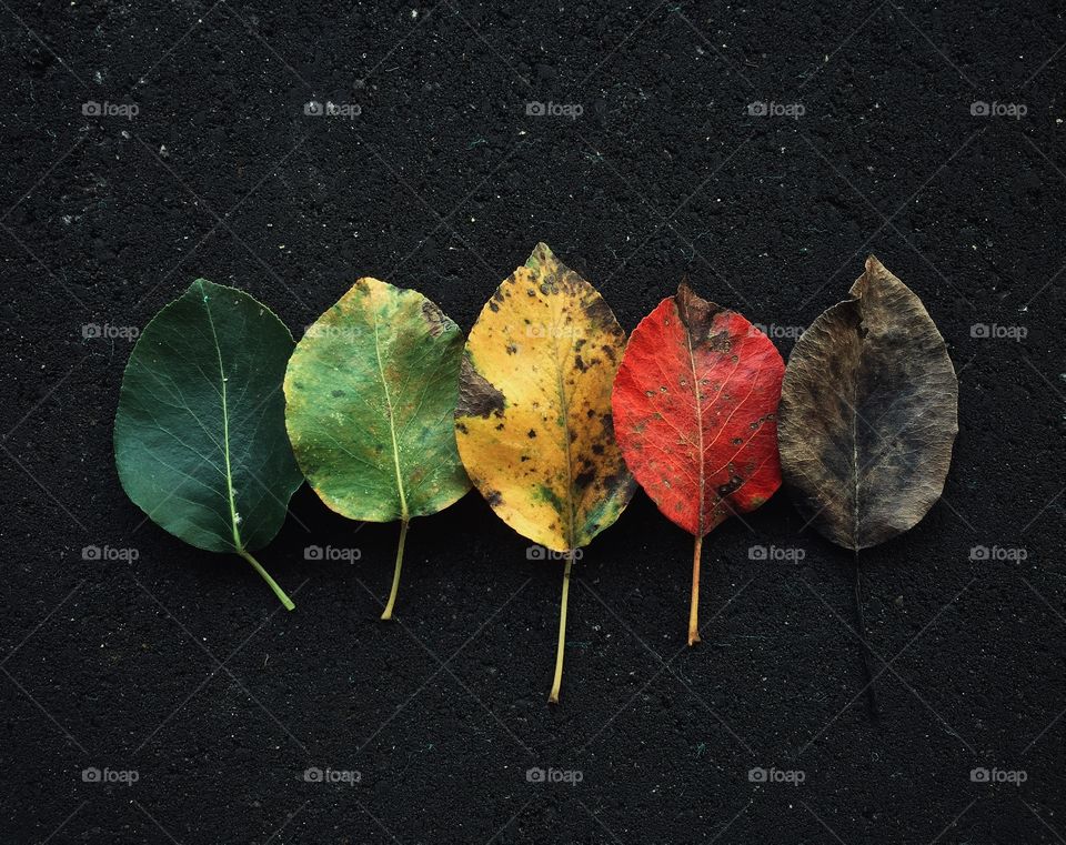 Autumn leaves