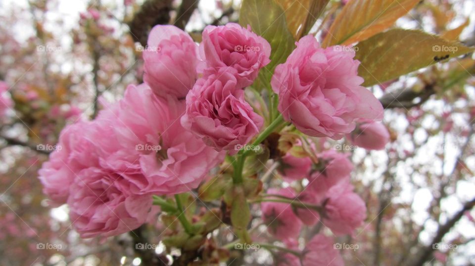 Pink blooms