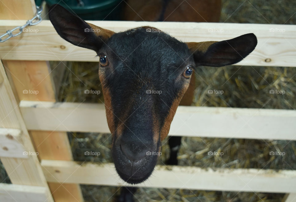 Goat looking through a fence at the state / county fair