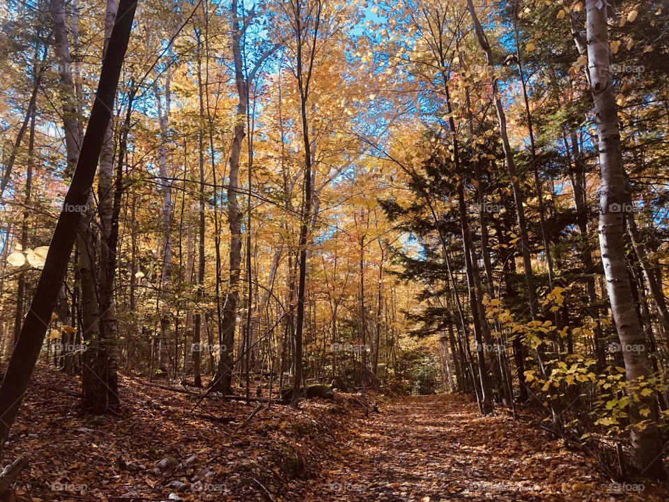 Autumn in the woods 