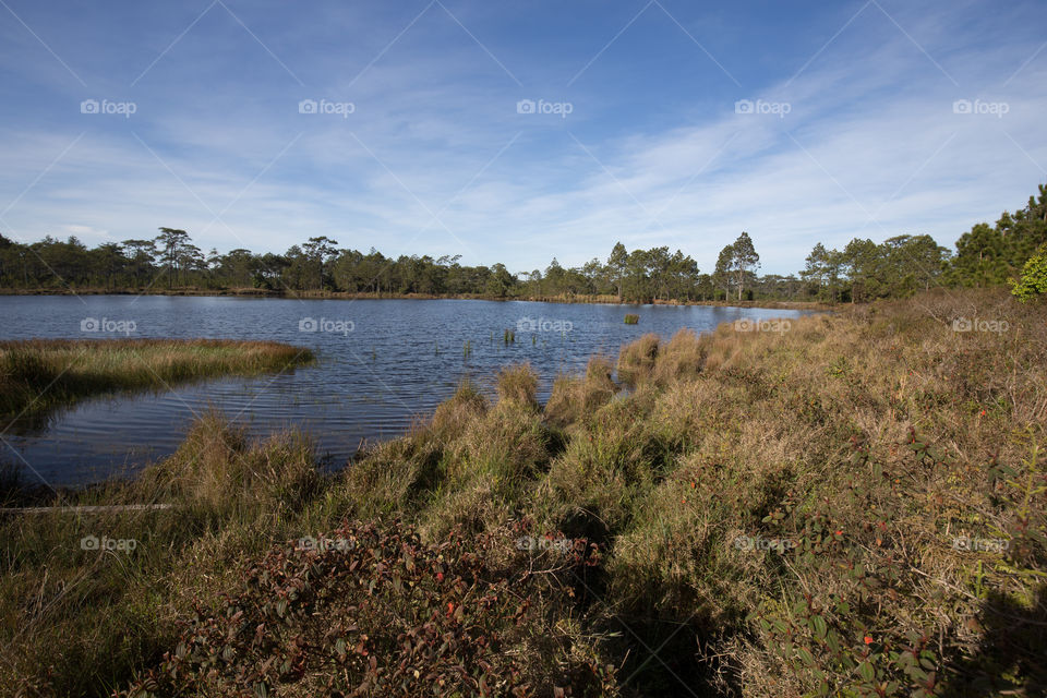 Pond in the forest 