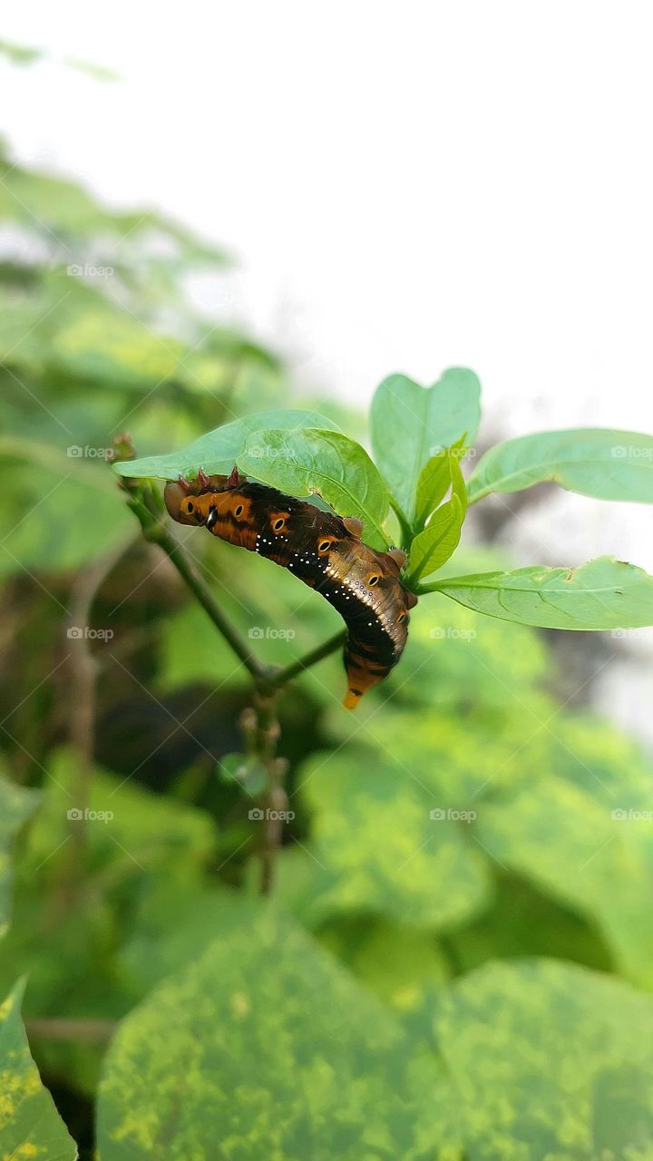 Orange-Red Caterpillar on a tree branch in a
garden