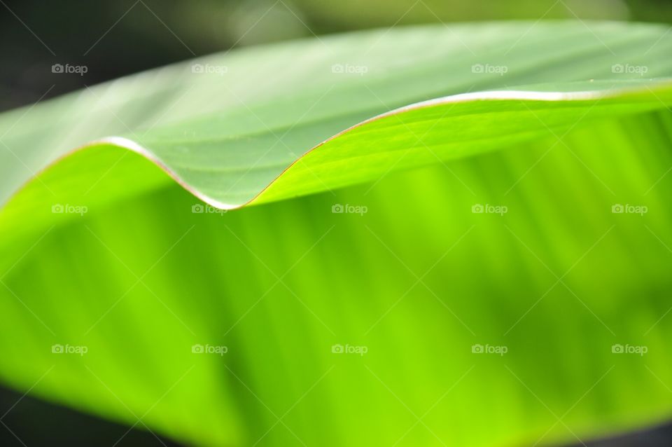 The curved edge of the banana leaf textured abstract background. Green leaf texture.